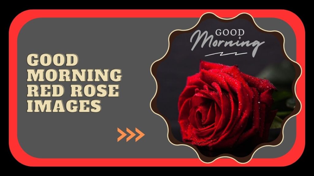 70+ Beautiful Good Morning Rose Images for a Romantic Start 70+ Beautiful Good Morning Rose Images for a Romantic Start