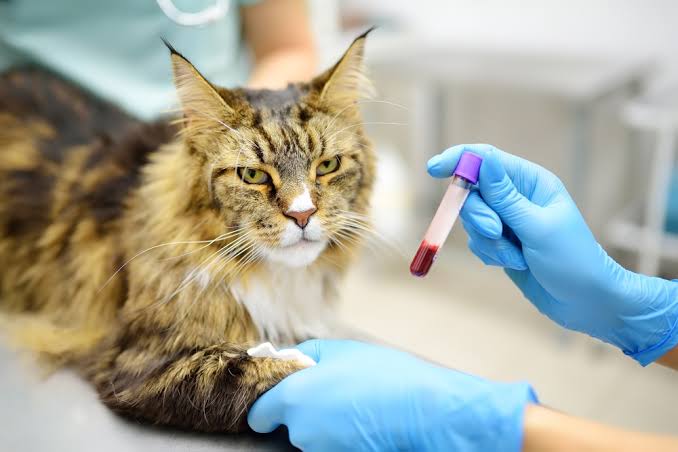 Why Annual Lab Work Protects Pet Health